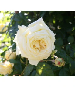 Kletterrosen -Angebote Pflanz Lust Store 7842065 BildD 001 KletterroseElfeElfe