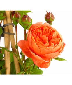 Englische Rosen -Angebote Pflanz Lust Store 7842750 PR DE 001 EnglischeRosenDavidAustin6LiterSommerSongDehnerExpressHerzig