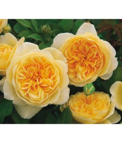 Englische Rosen -Angebote Pflanz Lust Store 7842750 PR MO 003 EnglischeRoseTeasingGeorgiaGelbRet