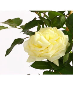 Kletterrosen -Angebote Pflanz Lust Store 7874431 PR DE 001 Kletterrose5LiterSchneewalzerDehnerExpressHerzig