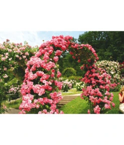 Kletterrosen -Angebote Pflanz Lust Store 7875511 BE MO 002 KletterroseRosariumUetersen