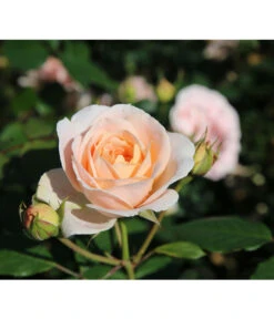 Strauchrose 'Matthias Claudius®' -Angebote Pflanz Lust Store 7886500 PR DE 003 RoseStrauchroseMatthiasClaudiusTantau