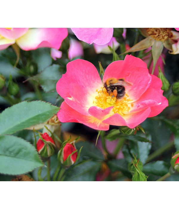 Bodendeckerrose 'Bienenweide® Bicolor' 1 Bodendeckerrose 'Bienenweide® Bicolor'