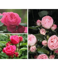 Rosen-Set 'Rokoko®', 3-teilig