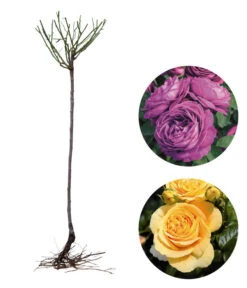 Angebote Pflanz Lust Store -Angebote Pflanz Lust Store 7978273 WE FS 003 RosensetDufterlebnisgelblila2teilig