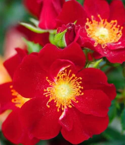 Beetrose 'Bienenweide®', Rot -Angebote Pflanz Lust Store 7988488 PR DE 001 RoseBienenweideRotTantau