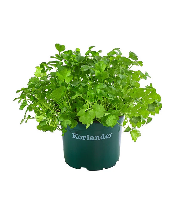 Bioland Koriander 1 Bioland Koriander