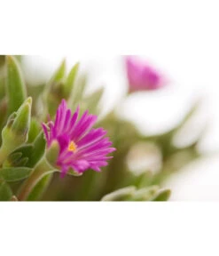 Mittagsblume 'Firespinner' -Angebote Pflanz Lust Store 8003162 PR DE 001 MittagsblumeFirespinnerDelospermaT12DehnerExpressZS