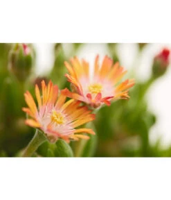 Mittagsblume 'Firespinner' -Angebote Pflanz Lust Store 8003162 PR DE 002 MittagsblumeFirespinnerDelospermaT12DehnerExpressZS