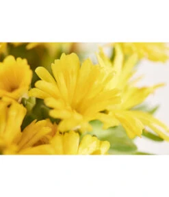 Mittagsblume 'Firespinner' -Angebote Pflanz Lust Store 8003162 PR DE 003 MittagsblumeFirespinnerDelospermaT12DehnerExpressZS