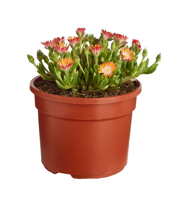 Mittagsblume 'Firespinner' – Bild 2