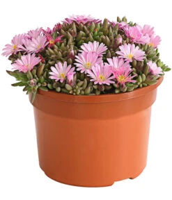 Mittagsblume 'Firespinner' -Angebote Pflanz Lust Store 8003162 WE FS 002 DelospermaFirespinnerMittagsblumeFirespinnerT12DehnerExpressHerzig