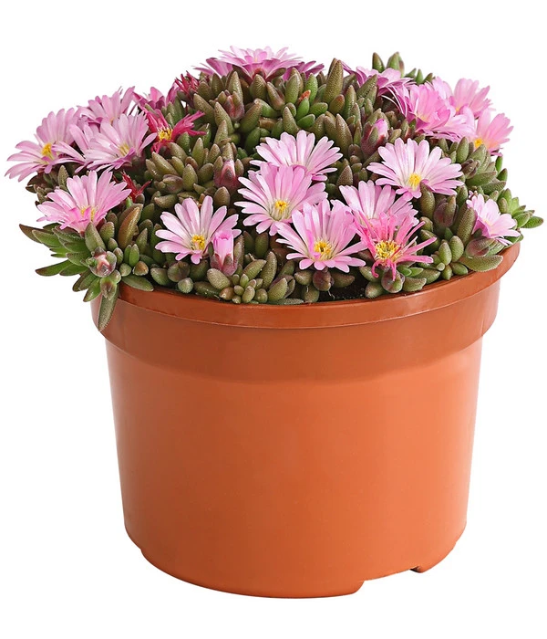 Mittagsblume 'Firespinner' – Bild 3