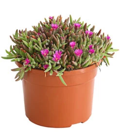 Mittagsblume 'Firespinner' -Angebote Pflanz Lust Store 8003162 WE FS 003 DelospermaFirespinnerMittagsblumeFirespinnerT12DehnerExpressHerzig