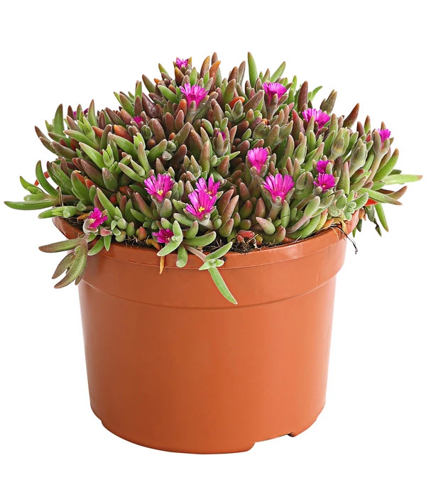 Mittagsblume 'Firespinner' – Bild 4