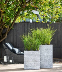 Stachelschweingras 'Strictus' 9 Stachelschweingras 'Strictus' -Angebote Pflanz Lust Store 8006744 WE MO 001 MiscanthusStrictus BestOFGraeser2022