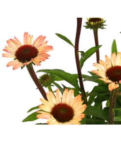 Sonnenhut - Scheinsonnenhut 'Mistral' -Angebote Pflanz Lust Store 8012650 WE DE 001 EchinaceaDehnerExpressHerzig