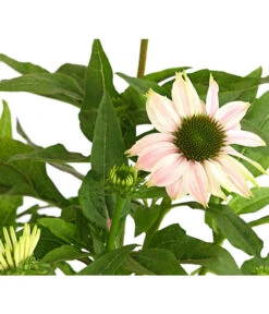 Sonnenhut - Scheinsonnenhut 'Mistral' -Angebote Pflanz Lust Store 8012650 WE DE 002 EchinaceaDehnerExpressHerzig
