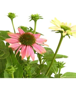 Sonnenhut - Scheinsonnenhut 'Mistral' -Angebote Pflanz Lust Store 8012650 WE DE 003 EchinaceaDehnerExpressHerzig