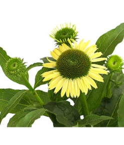 Sonnenhut - Scheinsonnenhut 'Mistral' -Angebote Pflanz Lust Store 8012650 WE DE 004 EchinaceaDehnerExpressHerzig