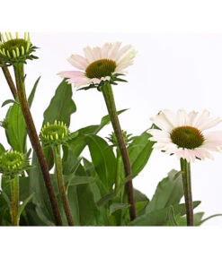 Sonnenhut - Scheinsonnenhut 'Mistral' -Angebote Pflanz Lust Store 8012650 WE DE 005 EchinaceaDehnerExpressHerzig