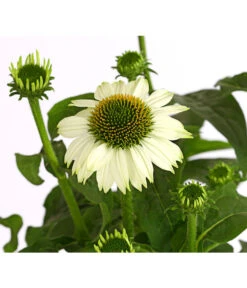 Sonnenhut - Scheinsonnenhut 'Mistral' -Angebote Pflanz Lust Store 8012650 WE DE 006 EchinaceaDehnerExpressHerzig