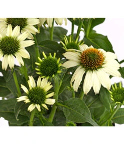 Sonnenhut - Scheinsonnenhut 'Mistral' -Angebote Pflanz Lust Store 8012650 WE DE 007 EchinaceaDehnerExpressHerzig