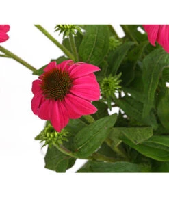 Sonnenhut - Scheinsonnenhut 'Mistral' -Angebote Pflanz Lust Store 8012650 WE DE 008 EchinaceaDehnerExpressHerzig