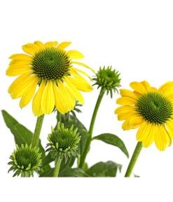 Sonnenhut - Scheinsonnenhut 'Mistral' -Angebote Pflanz Lust Store 8012650 WE DE 009 EchinaceaDehnerExpressHerzig