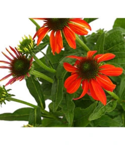 Sonnenhut - Scheinsonnenhut 'Mistral' -Angebote Pflanz Lust Store 8012650 WE DE 010 EchinaceaDehnerExpressHerzig
