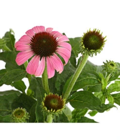 Sonnenhut - Scheinsonnenhut 'Mistral' -Angebote Pflanz Lust Store 8012650 WE DE 011 EchinaceaDehnerExpressHerzig