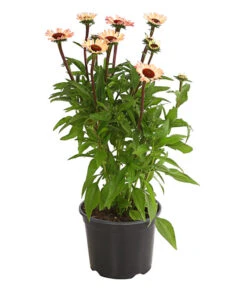 Sonnenhut - Scheinsonnenhut 'Mistral' -Angebote Pflanz Lust Store 8012650 WE FS 001 EchinaceaDehnerExpressHerzig