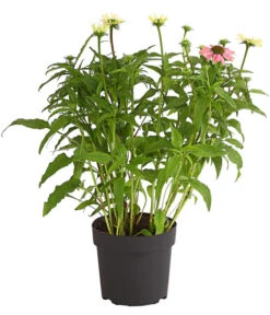 Sonnenhut - Scheinsonnenhut 'Mistral' -Angebote Pflanz Lust Store 8012650 WE FS 003 EchinaceaDehnerExpressHerzig