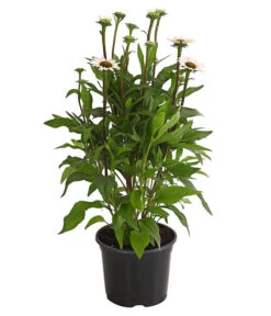 Sonnenhut - Scheinsonnenhut 'Mistral' -Angebote Pflanz Lust Store 8012650 WE FS 005 EchinaceaDehnerExpressHerzig