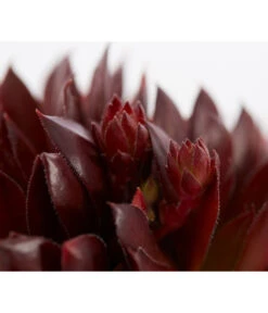 Hauswurz, 6er Schale -Angebote Pflanz Lust Store 8013112 PR DE 001 SempervivumDehnerExpressZS