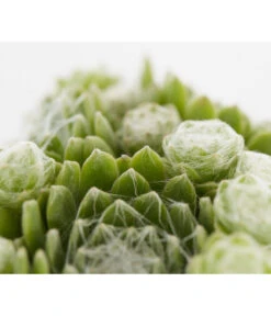 Hauswurz, 6er Schale -Angebote Pflanz Lust Store 8013112 PR DE 002 SempervivumDehnerExpressZS