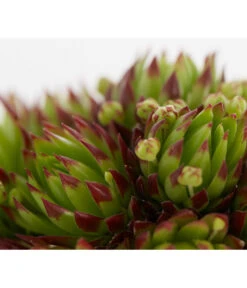 Hauswurz, 6er Schale -Angebote Pflanz Lust Store 8013112 PR DE 003 SempervivumDehnerExpressZS