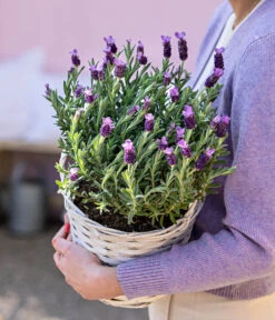 Schopf-Lavendel -Angebote Pflanz Lust Store 8017014 WE MO 001 LavendelKorb