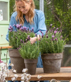 Schopf-Lavendel -Angebote Pflanz Lust Store 8017014 WE MO 001 SchopfLavendelStoechas