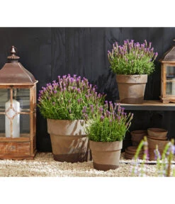 Schopf-Lavendel -Angebote Pflanz Lust Store 8017014 WE MO 001 Schopflavendel