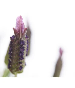 Schopf-Lavendel -Angebote Pflanz Lust Store 8017089 PR DE 001 LavendelStoechasLavandulaStoechasT18DehnerExpressHerzig