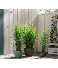 Stachelschweingras 'Strictus' 10 Stachelschweingras 'Strictus' -Angebote Pflanz Lust Store 8020596 8006744 8019762 WE MO 001 MiscanthusStrictus BestOf Graeser 2022