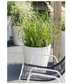 Stachelschweingras 'Strictus' 8 Stachelschweingras 'Strictus' -Angebote Pflanz Lust Store 8020596 PR MO 004 MiscanthusSinensisStachelschweingrasT19DehnerExpressHerzig