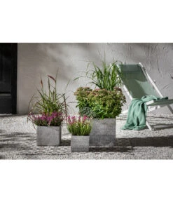 Fetthenne - Mauerpfeffer 'Autumn Joy' -Angebote Pflanz Lust Store 8021826 PR MO 004 PennisetumRubrumT19Lampenputzergras Bienen GC17 2020