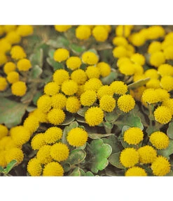 Silberrand-Chrysantheme -Angebote Pflanz Lust Store 8030041 BildFS 001 GoldUndSilberChrysanthemeSilberrandChrysanthemeHzAjaniaPacifica