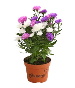 Glattblatt-Aster Trio