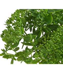 Fetthenne - Mauerpfeffer 'Autumn Joy' -Angebote Pflanz Lust Store 8036725 PR DE 001 SedumAutumnJoyHerbstzauberFetthenneT13DehnerExpressHerzig