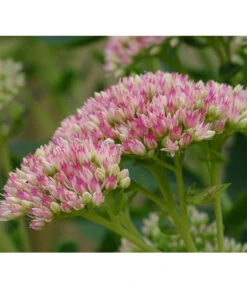 Fetthenne - Mauerpfeffer 'Autumn Joy' -Angebote Pflanz Lust Store 8036725 PR DE 001 SedumAutumnJoyPixabay