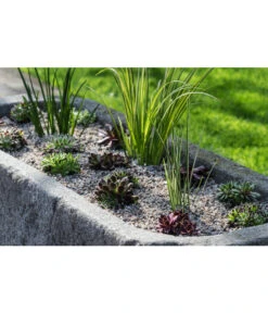 Dehner Kalmus -Angebote Pflanz Lust Store 8036899 WE MO 002 SempervivumCarexHauswurzGrasLucknerMai2015