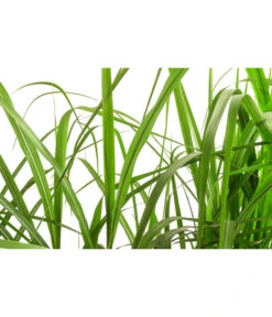 Chinaschilf 'Malepartus' In Pflanztasche, Ca. B100 Cm 5 Chinaschilf 'Malepartus' In Pflanztasche, Ca. B100 Cm -Angebote Pflanz Lust Store 8050239 WE DE 001 BigBagSichtschutzGraeserChinaschilfGingantheus